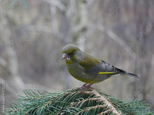 A greenfinch eats seeds on a blue spruce branch.
