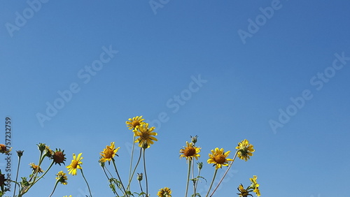 yellow flowers against blue sky