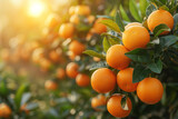 orange tangerines on branches. Tangerine tree on a plantation on a farm