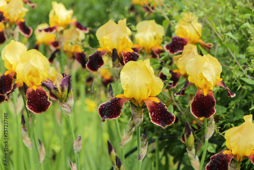 Yellow iris flowers blooming on flower bed. Yellow red brown Irises in garden on sun in sunlight