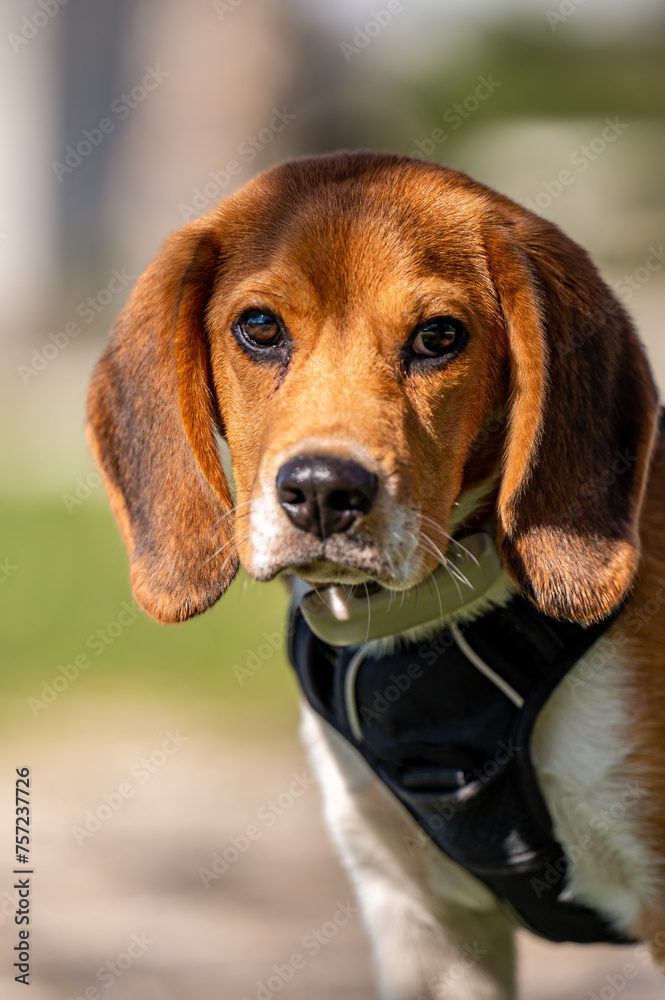 Portrait of a dog. One beagle dog in sunny day.