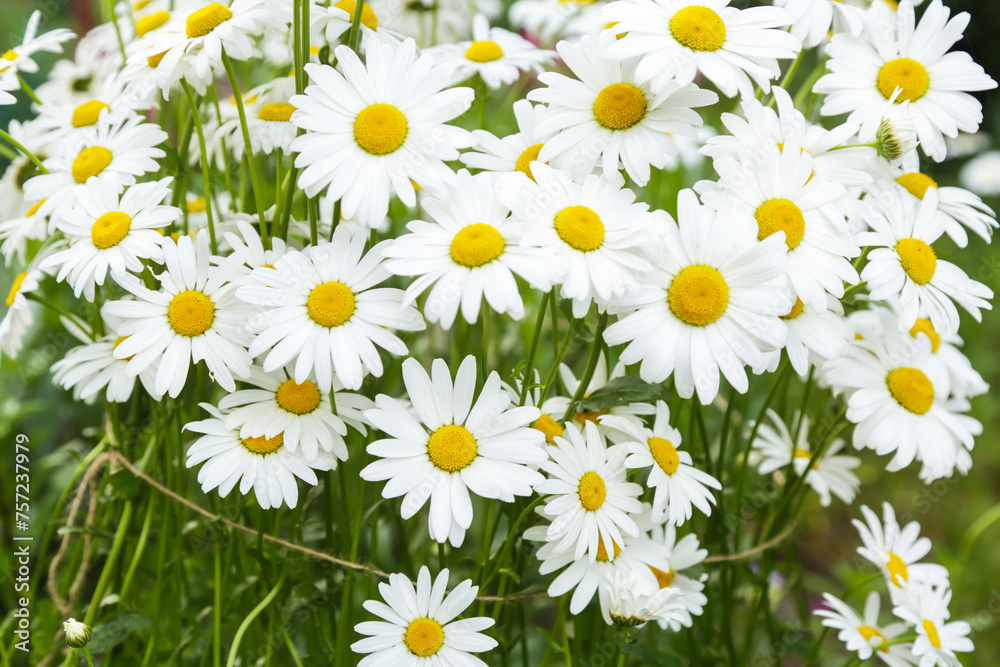 Many Chamomile daisy flowers blooming on flower bed in garden close up, flower background - obrazy, fototapety, plakaty 
