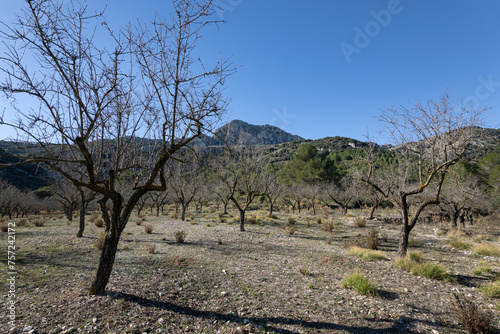 Diseased almond trees affected by Xylella fastidiosa bacterial disease in a dry landscape in February 2024 which has had minimal rain for several years, Tarbena, Alicante, Valencia, Spain, Europe