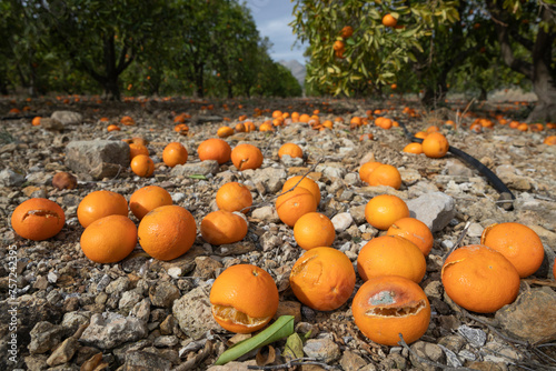 Oranges left unpicked to rot on ground due to lack of rain and dryness of fruit, Alcalali, Marina Alta, Alicante Province, Valencia, Spain, Europe photo