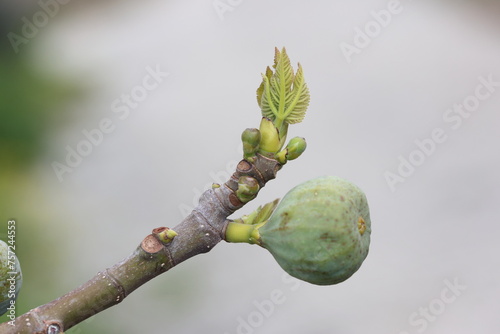 Tableau sur toile buds and raw fig fruit on a branch of a fig tree
