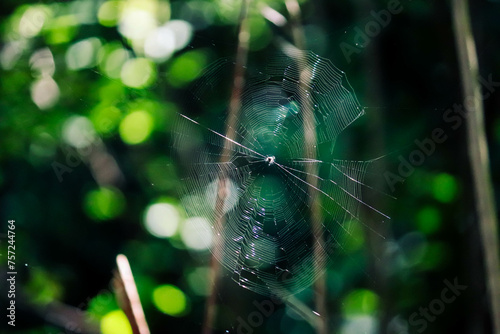 Spiral orb web with a spider