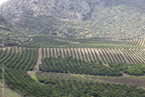 citrus orchards in cukurova, Turkey photo