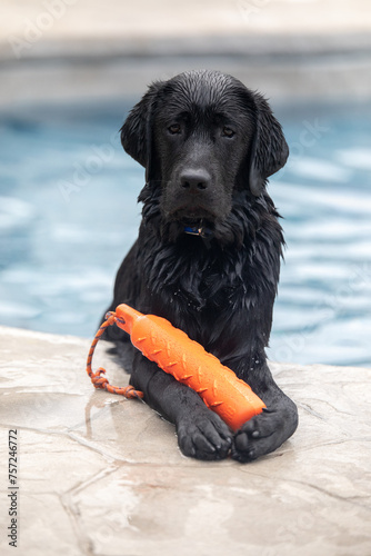 black labrador retriever