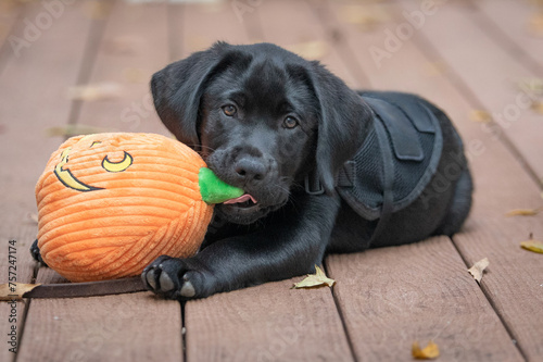 black labrador puppy