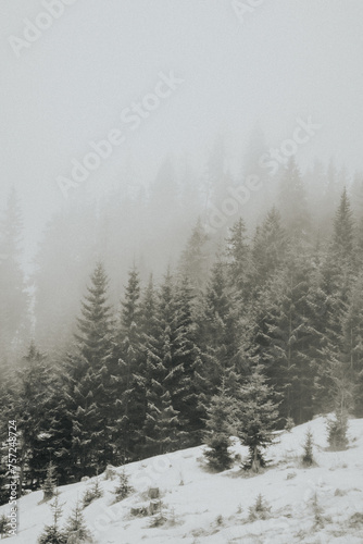 Misty winter landscapes