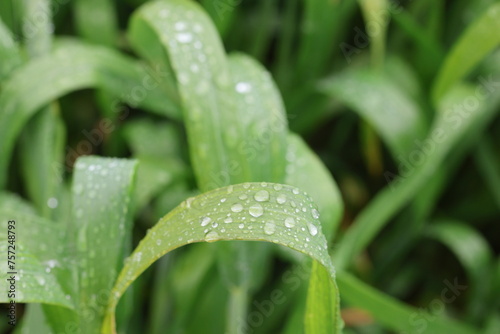 rain drops on a green wheat leaves