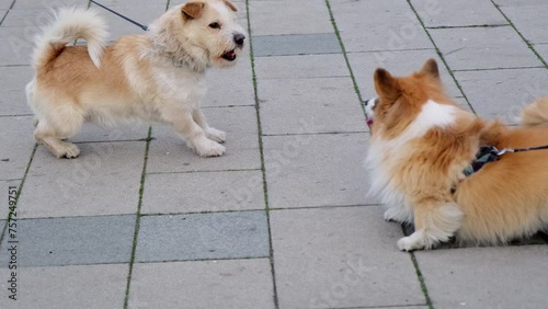 A conflict on a walk between two dogs - mongrel and red Welsh corgi Pembroke. Pets fighting outside. Concept for dog training, anger, muzzle, dangerous, scary, aggressive. 4K slow motion footage