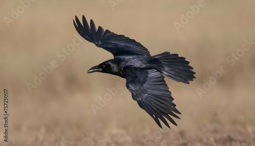 A Crow With Its Wings Outstretched Gliding Effort