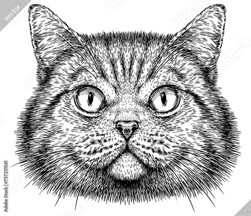 Vintage engraving isolated cat set illustration kitty ink sketch. Pet background kitten silhouette whisker art. Black and white hand drawn vector image