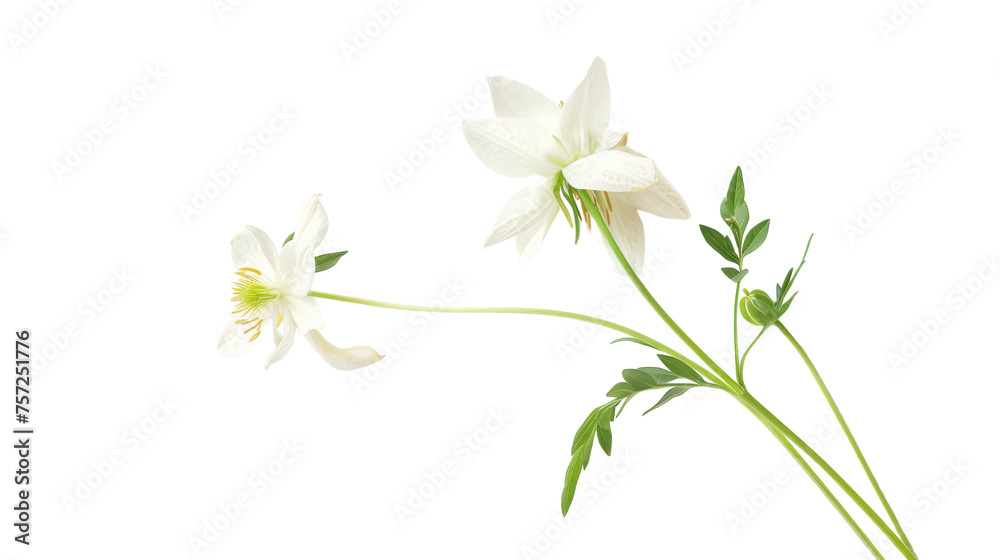 Columbine on Transparent Background