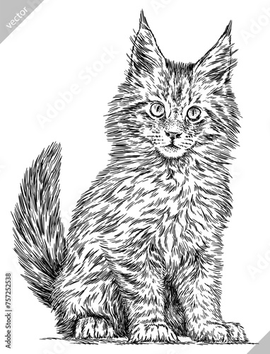 Vintage engraving isolated cat set illustration kitty ink sketch. Pet background kitten silhouette whisker art. Black and white hand drawn vector image