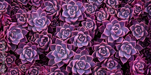 Bright saturated background with succulents. Pink and burgundy succulents. Background filled with succulents. Aesthetics of succulents.Background template with succulents.Bright and juicy plants