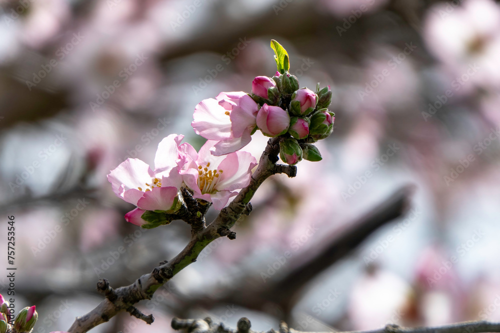The close-up of an almond flower in full bloom