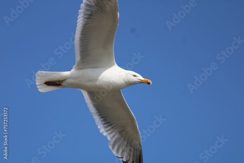 Seagull