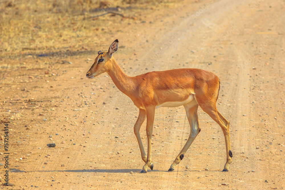 Side view of female impala, species Aepyceros melampus the common ...