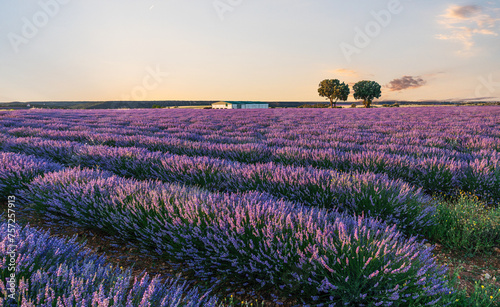 Lavender field in blossom. Rows of lavender bushes stretching to the skyline. Stunning sunset sky at the background. Brihuega, Spain.