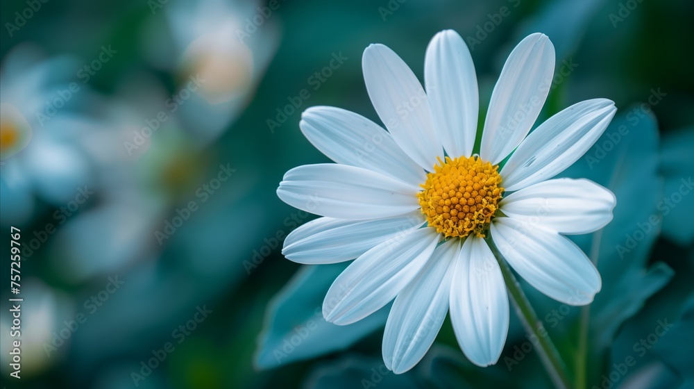 Fototapeta premium Elegant white daisy flower on a serene blue background