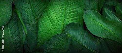 A closeup photograph showcasing a cluster of vibrant green leaves against a dark background  capturing the beauty of terrestrial plants in macro photography