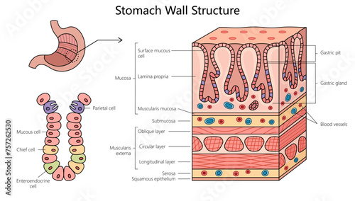 stomach wall structure diagram hand drawn schematic vector illustration. Medical science educational illustration