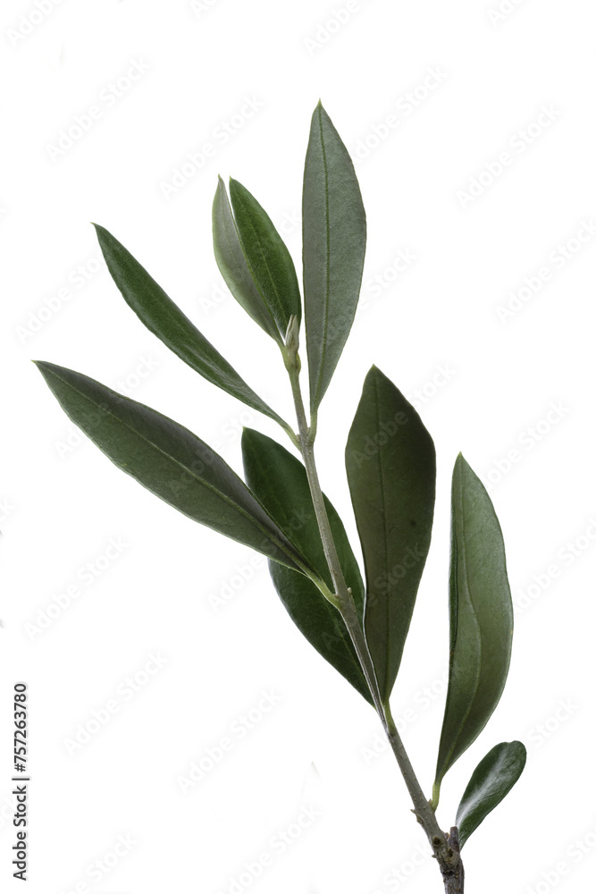 Obraz premium Olive branch