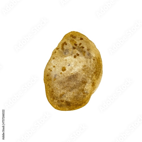 Potato root tuber brown oval watercolor sketch