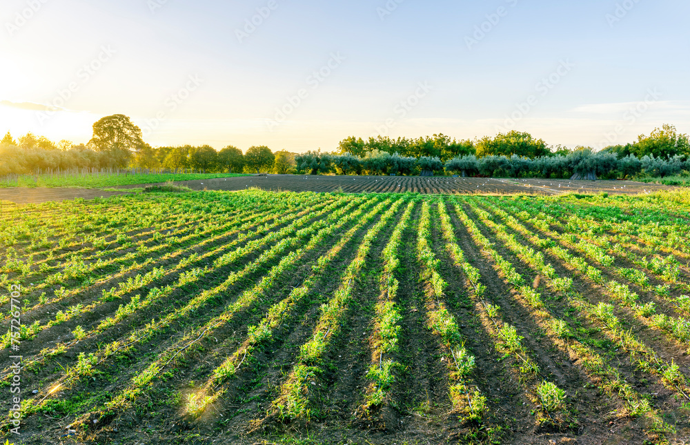 beautiful view in a green farm field with rows of rural plants and vegetables with amazing sunset or sunrise on background of agricultural landscape