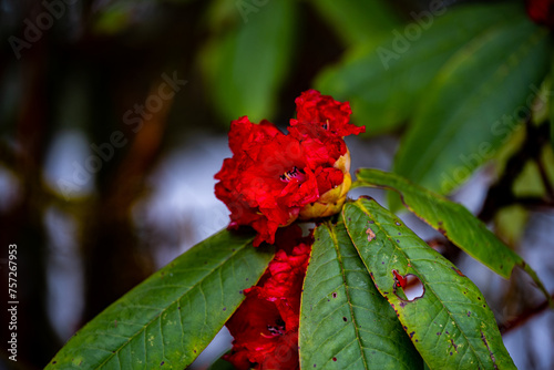 Vibrant Rhododendron Blossom Amidst the Snowy Trails, Helambu, Nepal photo