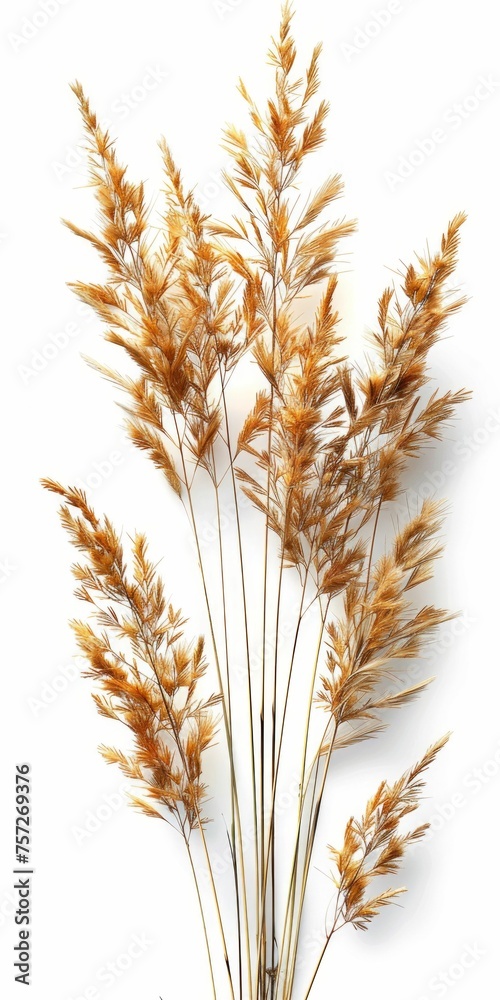 Golden Wheat Stalks Isolated on White Background. Generative ai Golden Wheat Stalks Isolated on White Background. Generative ai