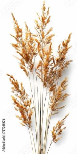 Golden Wheat Stalks Isolated on White Background. Generative ai