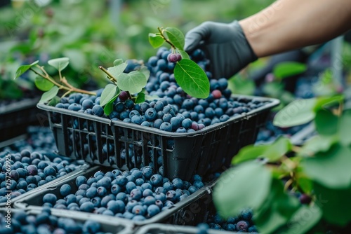 Growing blueberry harvest and producing vegetables cultivation. Concept of small eco green business organic farming gardening and healthy food 