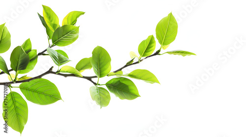 Horizontal Banner with Tree Branch and Green Leaf: Botanical Illustration of Nature, Foliage Design Element, Environmental Conservation Concept, Natural Greenery Background, Generative Ai
