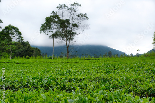 One foggy morning covering Sindoro mountain, seen from Tambi tea plantation photo