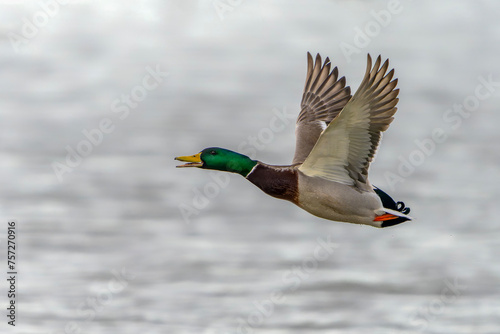 Male Mallard duck in flight (Anas platyrhynchos). Gelderland in the Netherlands. 
