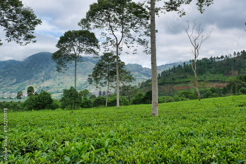 Large Tambi tea plantation on the feet of Sindoro mountain under morning sky photo