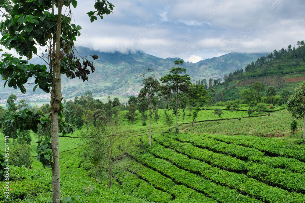 Green natural carpet of tea plantation in Tambi, Wonosobo on the feet of Sindoro mountain