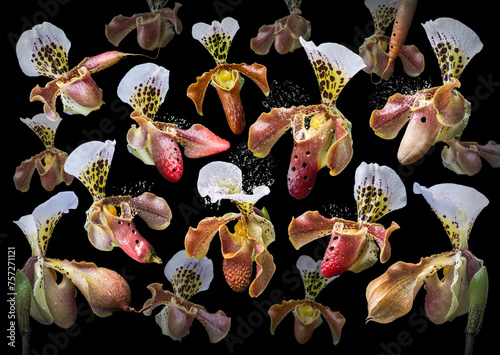 Orchidea ocarina photo