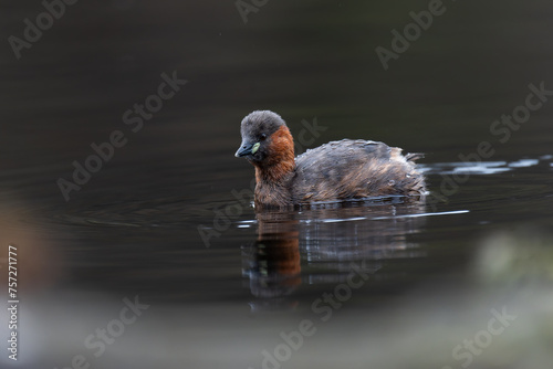 Zwergtaucher photo