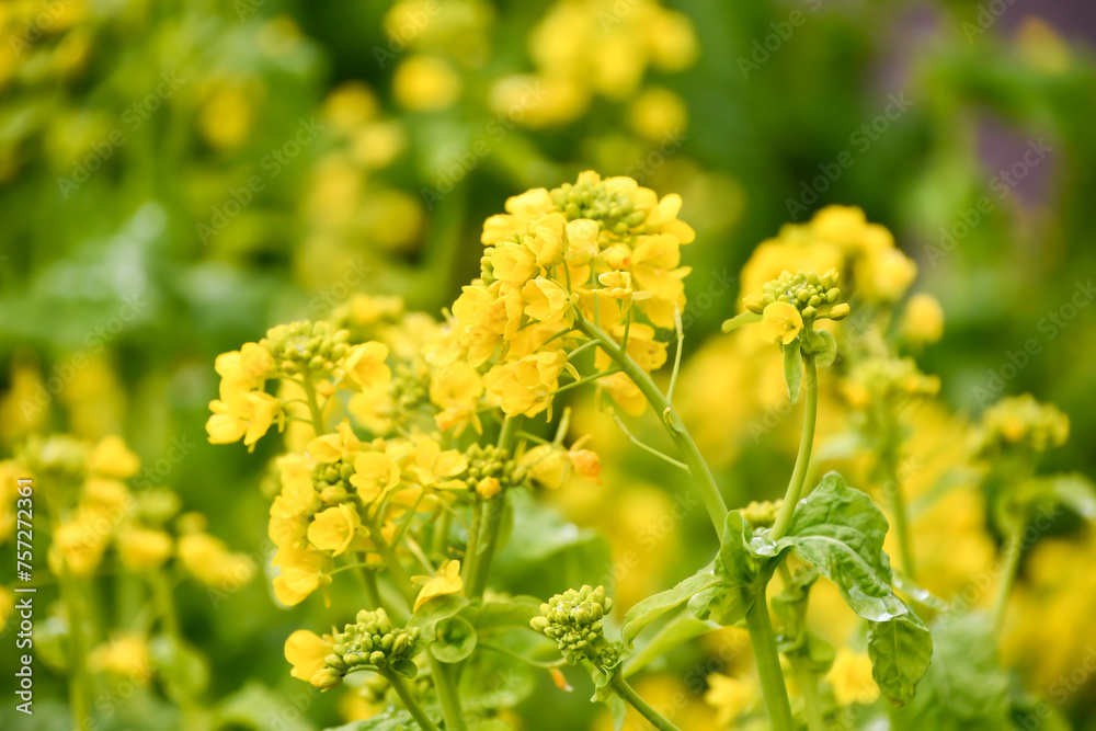 菜の花 菜の花