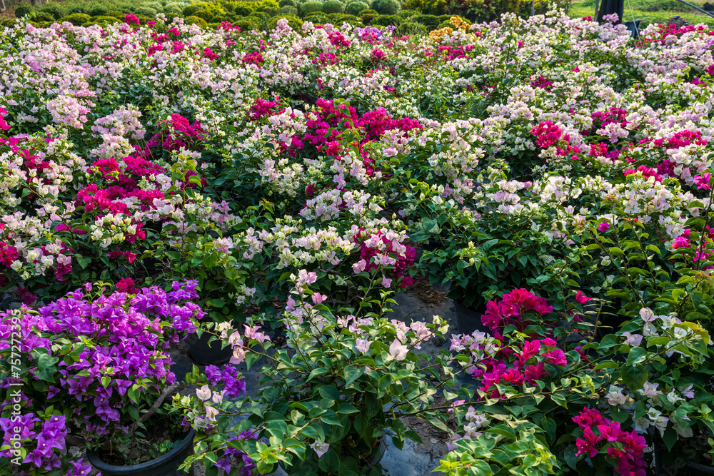 A view from above of a garden of colorful bougainvillea flowers blooming beautifully.