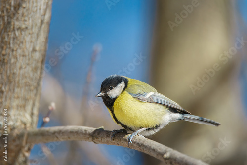 The great tit sitting on tree branch...