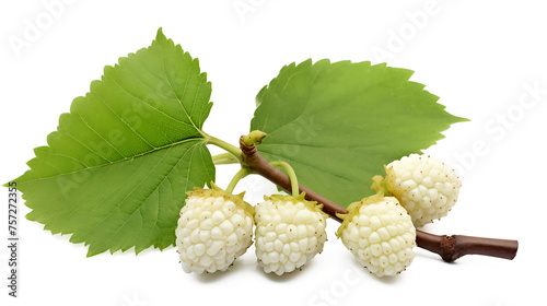Fresh white mulberry fruit with leaves isolated on white, Transparent PNG photo