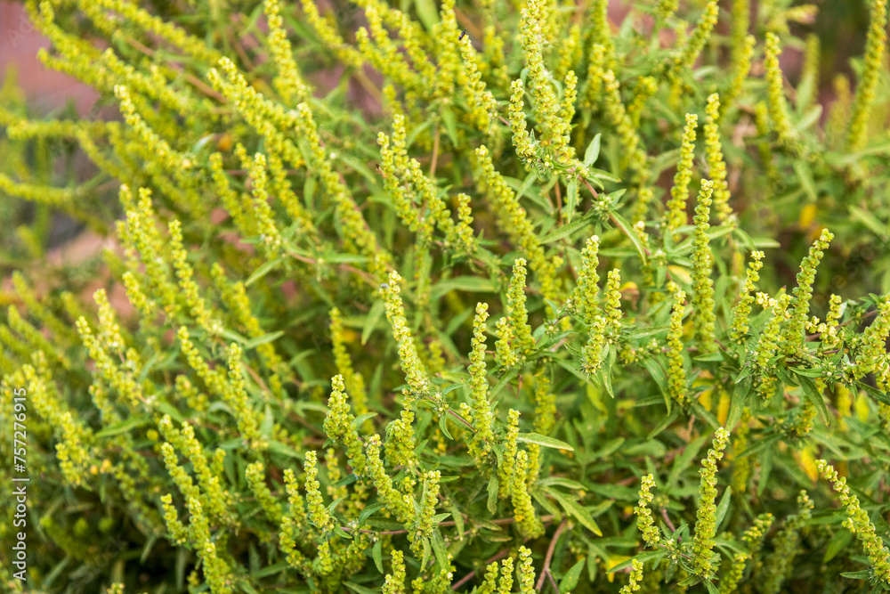 Flowering ragweed (Ambrosia artemisiifolia) plant growing outside, a common allergen