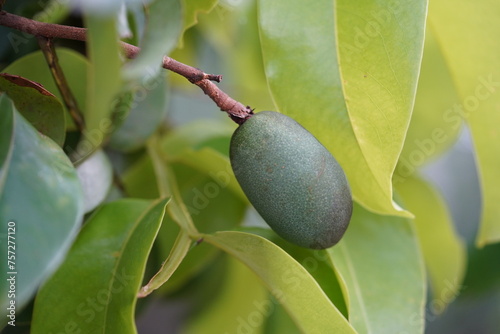 Unripe fruits and leaves of the cumaru tree (Dipteryx odorata) against a white background. The fruits contain tonka beans with ingredients for spices and medicines. Terra do Caju,  Amazonas, Brazil photo