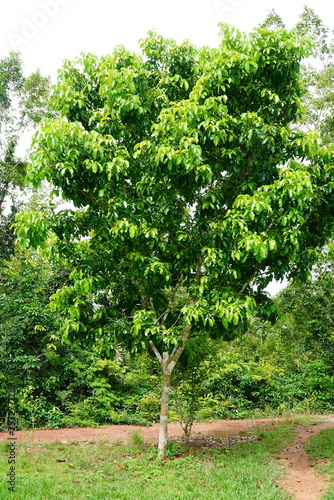 Wallpaper Mural A single cumaru tree (Dipteryx odorata). Its fruits are tonka beans, which contain substances for spices and medicines. Near the village of Terra do Caju, state of Amazonas, Brazil. Torontodigital.ca