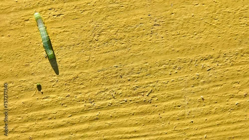 Green Caterpillar of butterfly Noctuidae. Noctuidae, owlet moths, cutworms or armyworms, is most controversial family in superfamily Noctuoidea. photo